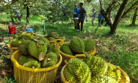 Thông điệp mạnh từ vụ án sầu riêng