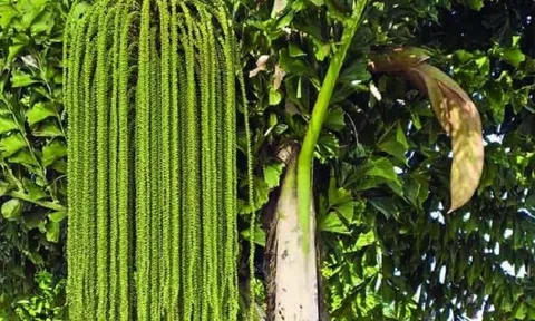 Nghiên cứu bẹ cây Móc (Caryota mitis L.) tạo chế phẩm cầm máu