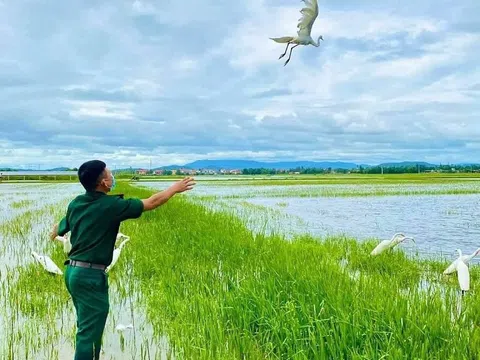 Trả tự do cho những cánh cò