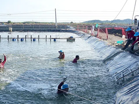 Bảo đảm chuỗi nguyên liệu thủy sản ở ĐBSCL