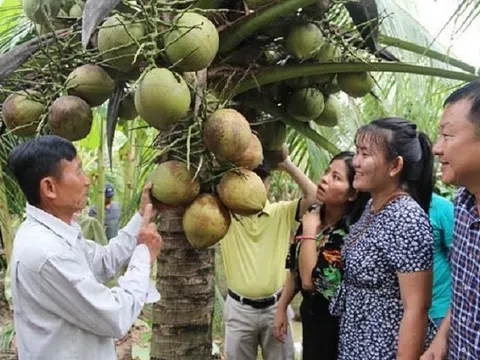 Dừa sáp Trà Vinh lần đầu tiên được tiếp thị chính thức tại Australia