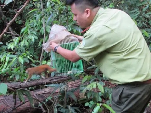 Tăng cường quản lý, thực thi pháp luật bảo vệ động vật hoang dã