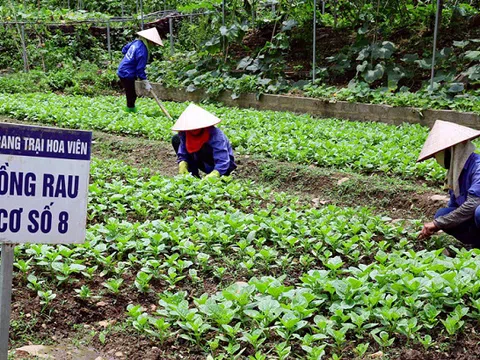 Hà Nội phát triển nông nghiệp hữu cơ: Hướng đi hiệu quả, bền vững