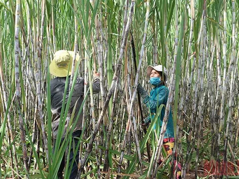 Vực lại ngành mía đường