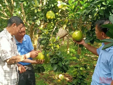 Cả hệ thống chính trị vào cuộc giúp người dân tiêu thụ nông sản ở Sơn La