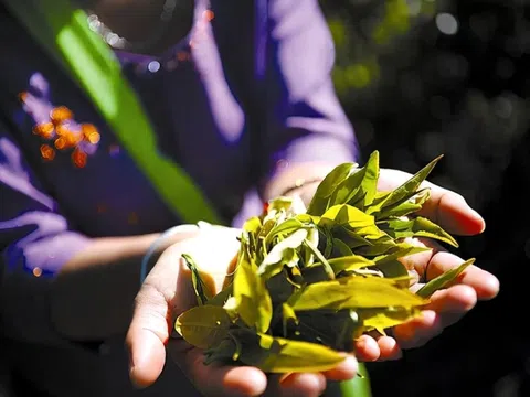 Đổi trà lấy ngựa trong lịch sử Trung Quốc