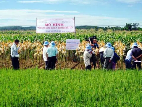 Lựa chọn giống cây có năng suất, chất lượng cao khi chuyển đổi cây trồng trên đất lúa tại các tỉnh Nam bộ