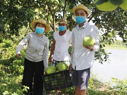 Cây ăn quả vào vụ thu hoạch chính