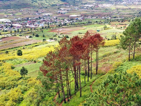 Hàng chục cây thông ba lá bị “đầu độc” tại Lâm Đồng