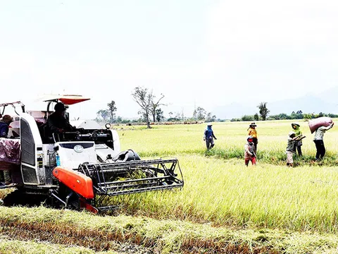 Hiệu quả từ mô hình cánh đồng mẫu lớn