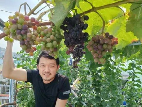 Mang cả vườn trái cây trĩu quả lên sân thượng tầng 5