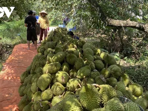 Nhiều vườn cây sầu riêng “né được hạn mặn” trúng mùa, trúng giá