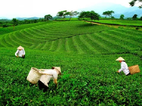 Phát triển sản xuất chè an toàn ở Phú Thọ