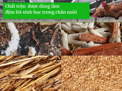 Đệm lót sinh học trong chăn nuôi: cách làm giàu thân thiện với môi trường