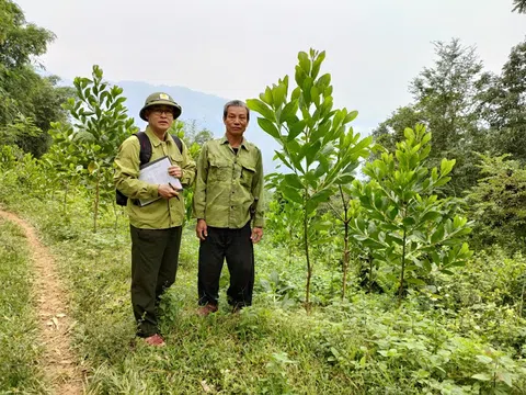 Hạt Kiểm lâm huyện Quan Hóa: quản lý, bảo vệ và phát triển rừng bền vững