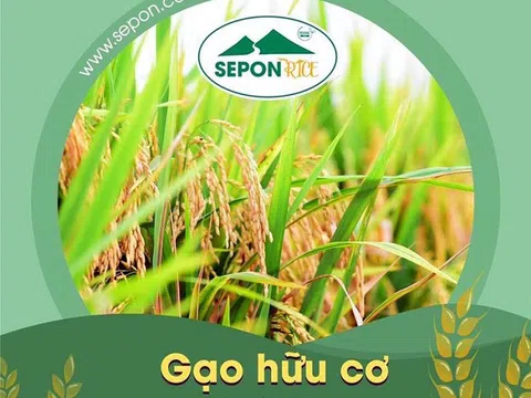 Sản xuất “Gạo hữu cơ Sepon” phục vụ xuất khẩu