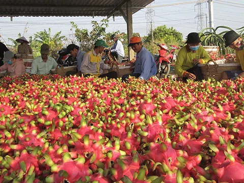 Cấp bách tìm thị trường tiêu thụ cho thanh long