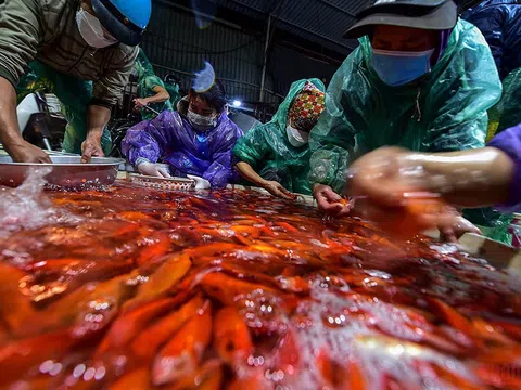 Chợ cá Yên Sở ngập sắc đỏ, tấp nập bán xuyên đêm ngày Tết ông Công ông Táo