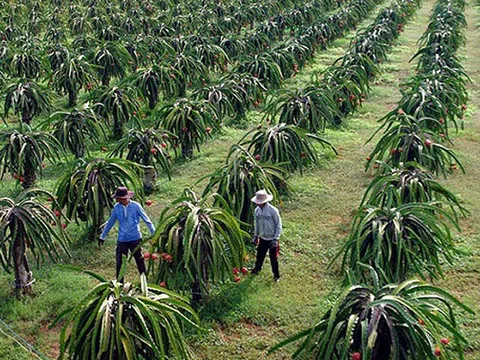 Cần giải pháp đồng bộ để thông thương nông sản xuất khẩu