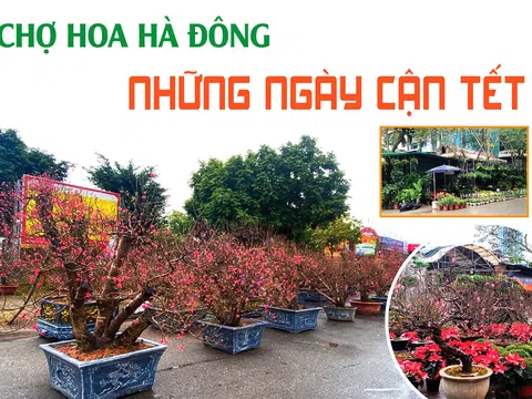 Chợ hoa Hà Đông những ngày cận Tết