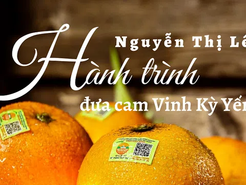 Hành trình đưa cam Vinh Kỳ Yến ra thế giới