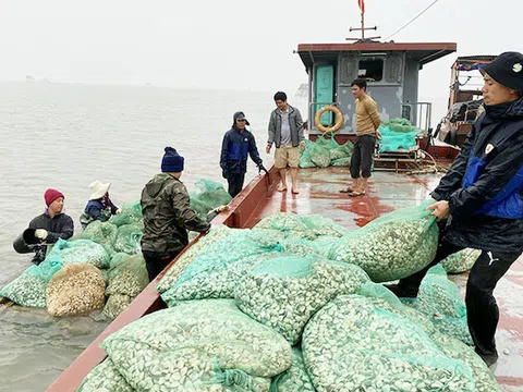 Khai thác tiềm năng nuôi ngao ở vùng nam đồng bằng sông Hồng