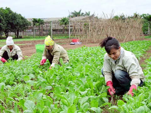 Đẩy mạnh ứng dụng công nghệ cao trong sản xuất rau