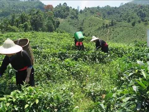 Lào Cai hướng tới sản xuất nông nghiệp không hóa chất