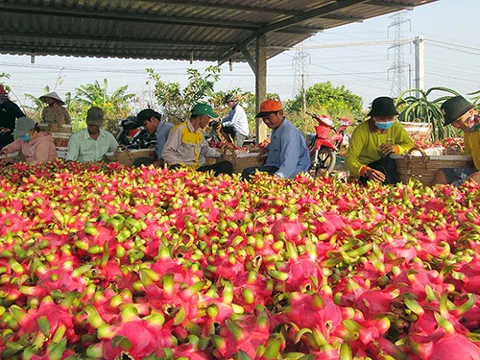 Phát triển bền vững cây thanh long