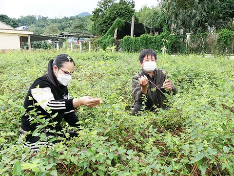 Hướng đi mới từ cây dược liệu dưới tán rừng