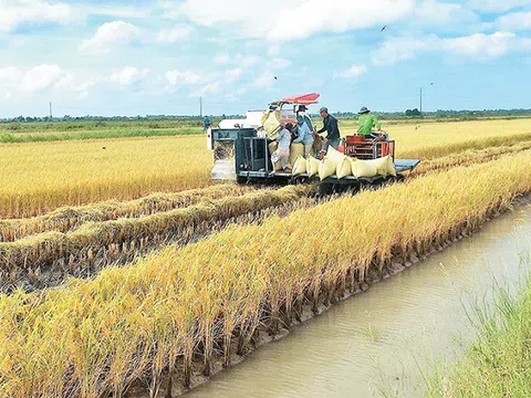 Hiệu quả từ canh tác lúa hữu cơ