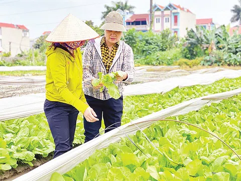 Phát triển kinh tế trang trại góp phần sử dụng hiệu quả đất đai