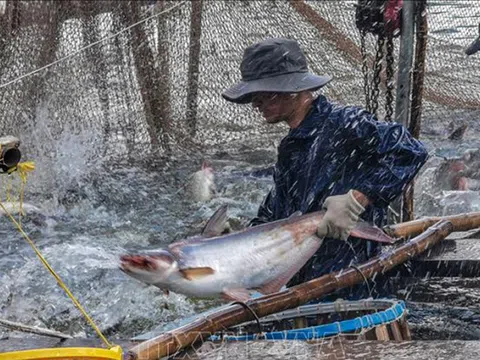 Thận trọng khi ồ ạt thả nuôi cá tra