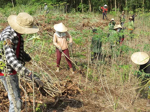 Tạo chuỗi giá trị cho sắn