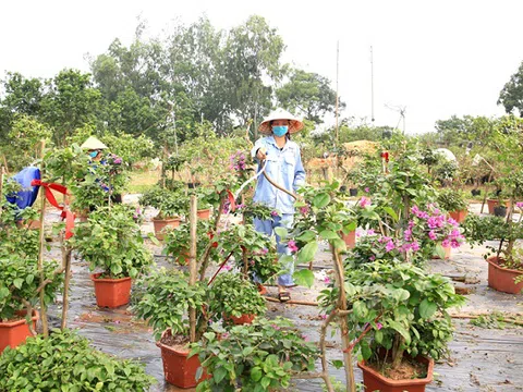 Cần quy hoạch vùng trồng hoa xuất khẩu