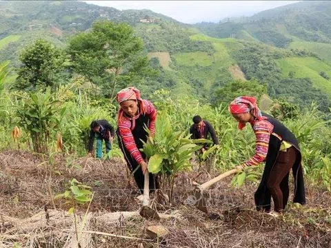 Nỗ lực giảm nghèo ở vùng “lõi” biên giới Mường Tè