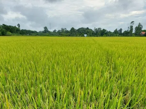 Xu hướng mới: Các tập đoàn lớn đang nhanh chóng triển khai nghiên cứu, sản xuất phân vi sinh