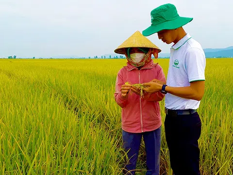 Quảng Bình liên kết sản xuất lúa gạo chất lượng cao