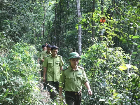 Bắc Giang: Xảy ra hàng loạt vụ tàn phá rừng, cơ quan chức năng vào cuộc