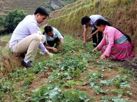 Lào Cai chuyển gần 190ha đất lúa kém hiệu quả sang cây trồng khác