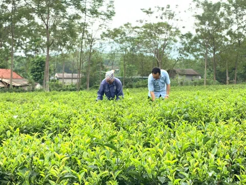 Nông dân Hà Nội phát triển mô hình sản xuất theo chuỗi