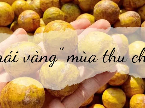 “Trái vàng” mùa thu chín