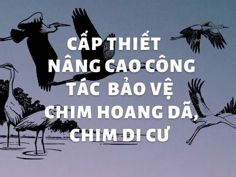 Cấp thiết nâng cao công tác bảo vệ chim hoang dã, chim di cư