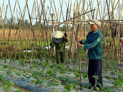 Tìm đầu ra cho sản phẩm cây vụ đông