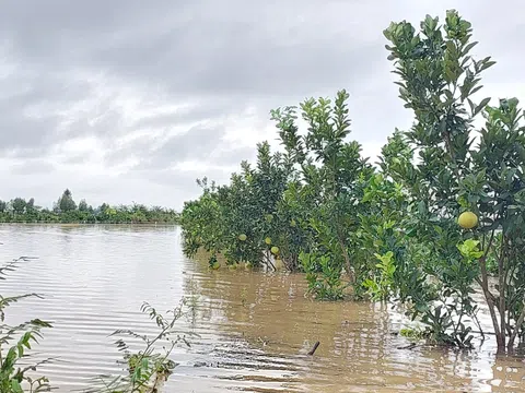 Yên Thành chìm trong biển nước, người dân mất trắng