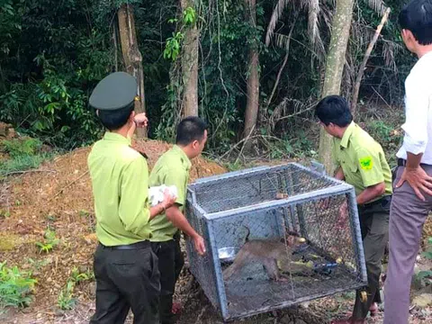 Huế liên tục tiếp nhận động vật hoang dã quý hiếm, tái thả về môi trường tự nhiên