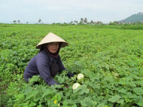 Kiên Giang luân canh cây trồng trên đất lúa đem lại thu nhập cao cho người nông dân