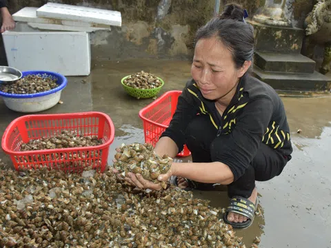 Nghệ An: Mất trắng hàng chục tấn thủy hải sản sau lũ