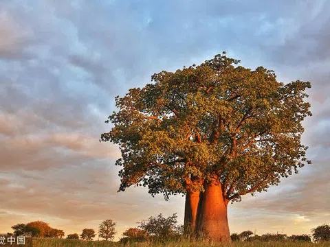 Kenya và động thái nhằm ngăn ngừa sự tuyệt chủng của loài cây bao báp