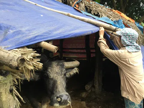 Lào Cai: Chủ động ứng phó với mưa, rét đậm, rét hại, băng giá, sương muối